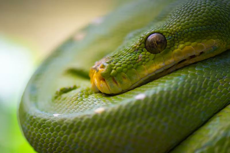 What do dreams of snakes mean?